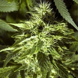 Fast Bud Outdoor (Spliff Seeds) femminizzata