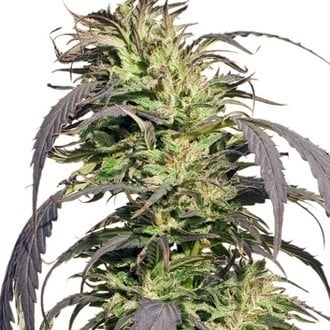 Gold Rush Outdoor (Spliff Seeds) femminizzata