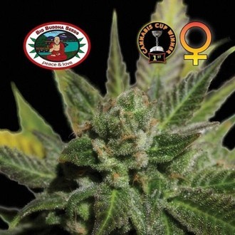 Big Buddha Cheese (Big Buddha Seeds) femminizzato