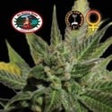 Big Buddha Cheese (Big Buddha Seeds) femminizzato