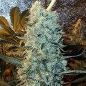 Power Plant (Spliff Seeds) femminizzata