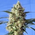 Snow White (Spliff Seeds) femminizzata