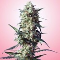 Spliff's Strawberry (Spliff Seeds) femminizzata