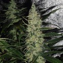 Super Skunk (Spliff Seeds) femminizzata