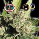 Blue Cheese (Big Buddha Seeds) femminizzato