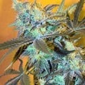 White Widow (Spliff Seeds) femminizzata