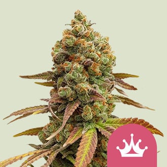 Special Queen 1 (Royal Queen Seeds) femminizzata