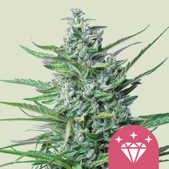 Special Kush 1 (Royal Queen Seeds) femminizzata
