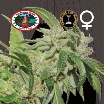 Buddha Tahoe (Big Buddha Seeds) femminizzato