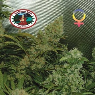 Bubble Cheese (Big Buddha Seeds) femminizzato