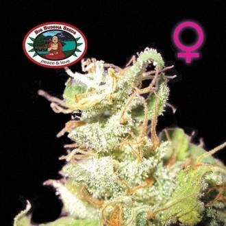 Buddha Haze (Big Buddha Seeds) femminizzato