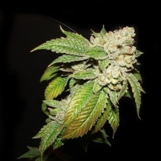 Larry OG Kush (Cali Connection) femminizzata