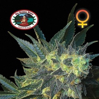 Chiesel (Big Buddha Seeds) femminizzato