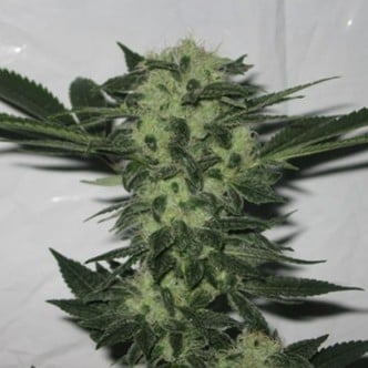 818 Headband (Cali Connection) femminizzata