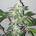 Girl Scout Cookies (Cali Connection) femminizzata