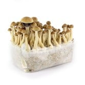 Kit 100% Mycelium 'Cambodian' (Supa Gro)