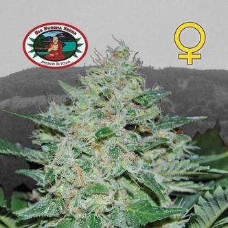 Freeze Cheese ´89 (Big Buddha Seeds) femminizzato