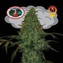 Critical Mass Automatic (Big Buddha Seeds) femminizzato