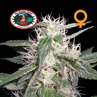 Cheese Dawg (Big Buddha Seeds) femminizzato