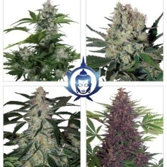 Assorted Auto (Buddha Seeds) femminizzato