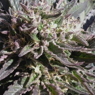 Frencheese (French Touch Seeds) femminizzata