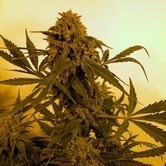 Guillotine (French Touch Seeds) femminizzata