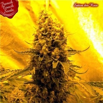 Sativa Des Rois (French Touch Seeds) femminizzata