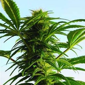 Mega Power Plant (Spliff Seeds) femminizzata