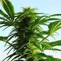 Mega Power Plant (Spliff Seeds) femminizzata