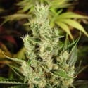 Amnesia Haze (Soma Seeds) femminizzata