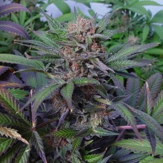 Somango (Soma Seeds) femminizzata