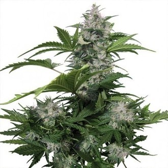 White Dwarf (Buddha Seeds) femminizzato