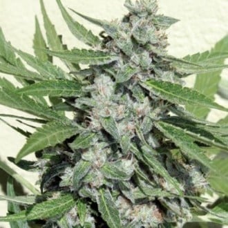 White Dwarf (Buddha Seeds) femminizzato