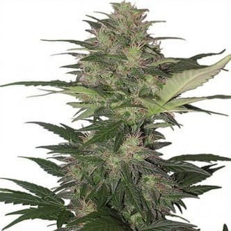 Red Dwarf (Buddha Seeds) femminizzato