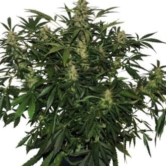 Deimos Auto (Buddha Seeds) femminizzata