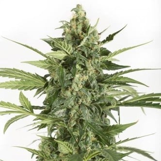 Blue Cheese Autoflowering (Dinafem) femminizzata