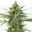 Blue Cheese Autoflowering (Dinafem) femminizzata