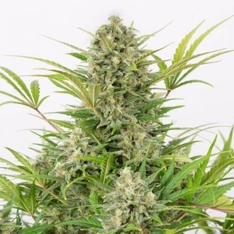 Critical Cheese Autoflowering (Dinafem) femminizzata