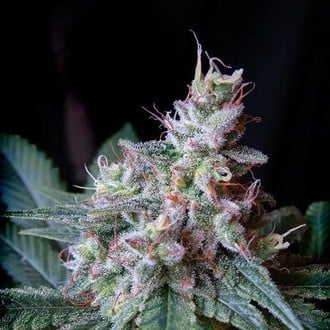 Cream Caramel - F1 Fast Version (Sweet Seeds) femminizzata