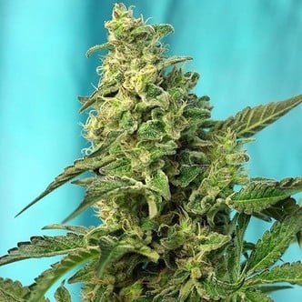 Green Poison - F1 Fast Version (Sweet Seeds) femminizzata