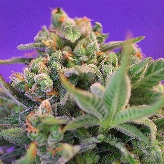 Sweet Cheese - F1 Fast Version (Sweet Seeds) femminizzata