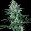 El Alquimista (Samsara Seeds) femminizzata