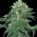 Punky Lion (Samsara Seeds) femminizzata