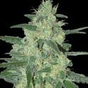 Holy Grail 69 (Samsara Seeds) Femminizzata