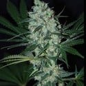 Green Love Potion (Samsara Seeds) femminizzata