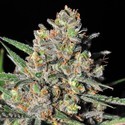 Green Love Potion (Samsara Seeds) femminizzata