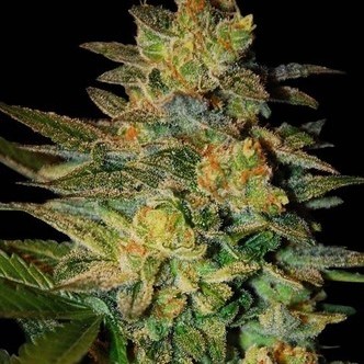 Spiritual Punk (Samsara Seeds) femminizzata