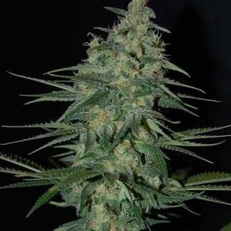 Sweet Black Angel (Samsara Seeds) femminizzata