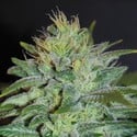 Sweet Black Angel (Samsara Seeds) femminizzata