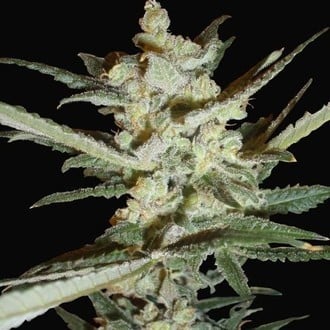 Supersonic Cristal Storm Automatic (Samsara Seeds) femminizzata